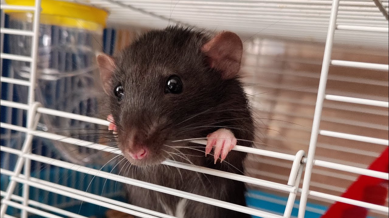 Cum ajută mustățile șobolanilor să se orienteze în întuneric?