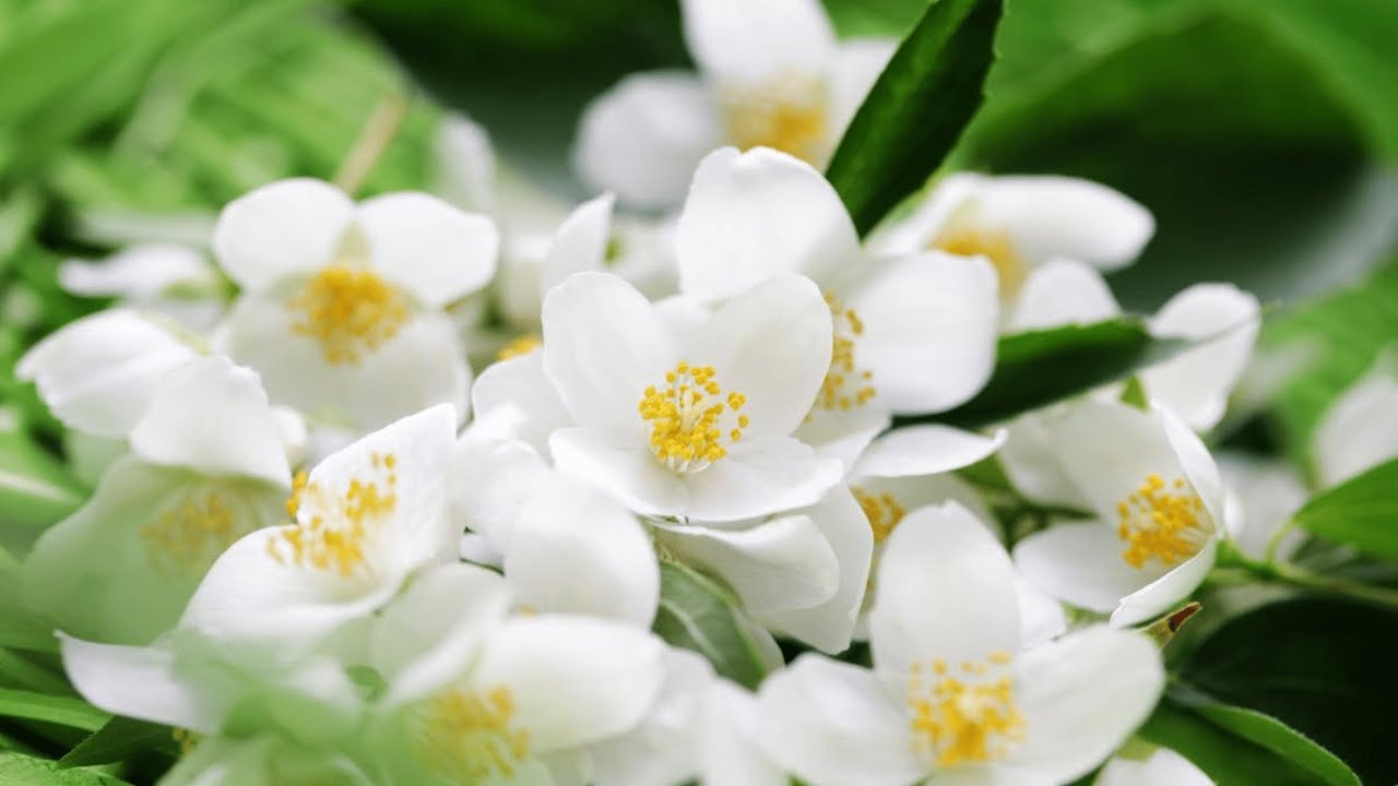 O floare care umple grădina cu parfumul său și care poate fi cultivată în ghiveci.