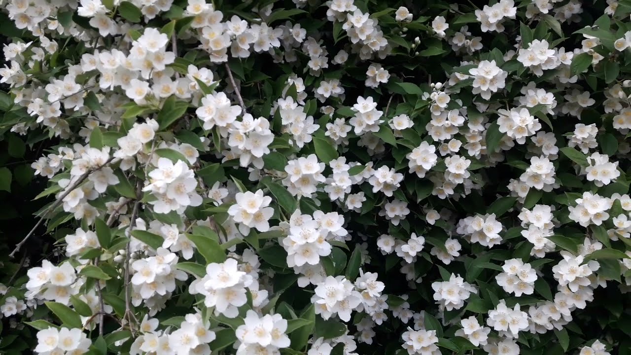O floare care umple grădina cu parfumul său și care poate fi cultivată în ghiveci.