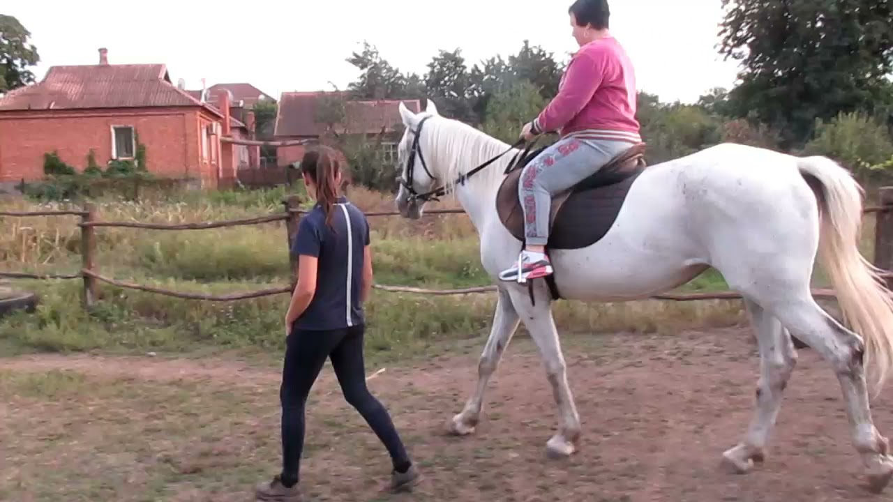 Caii „simt” frica umană: un studiu confirmă că semnalele chimice transmise de aceștia le provoacă anxietate.