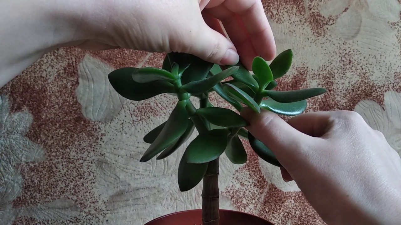 Cum să știi când trebuie să tai arborele de jad