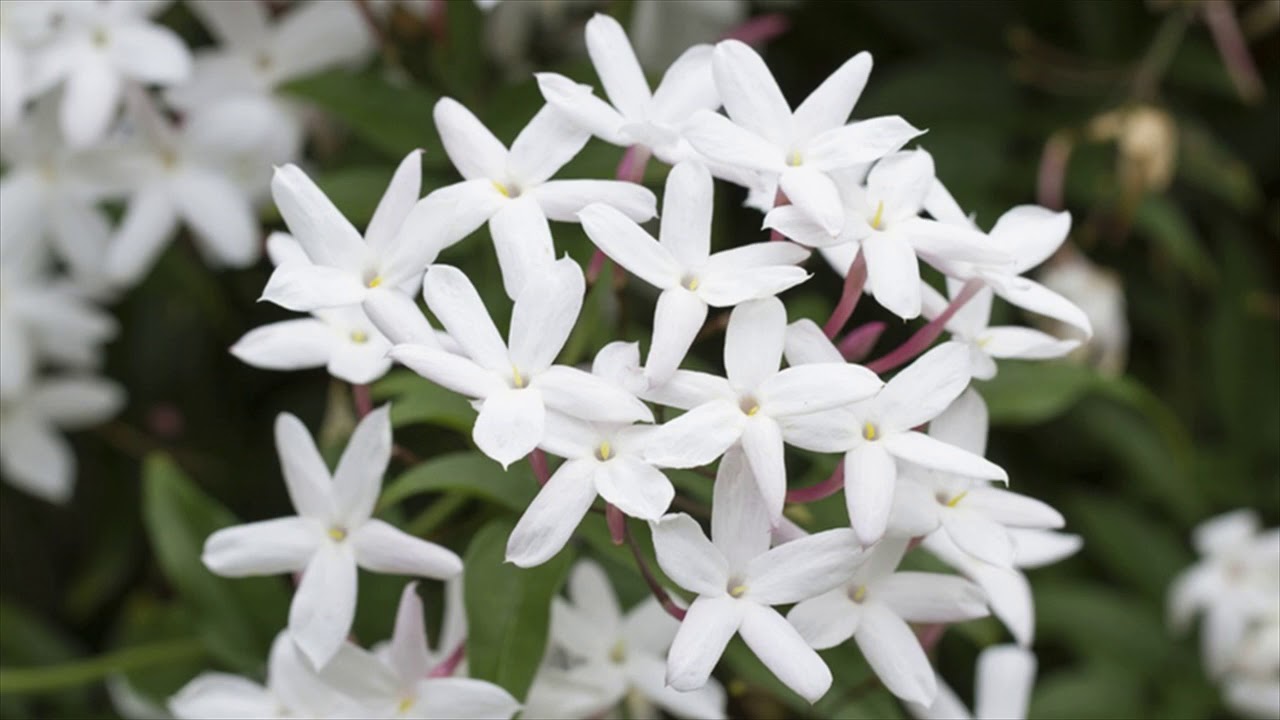 Ce tipuri de iasomie există și care dintre ele au un parfum mai puternic?
