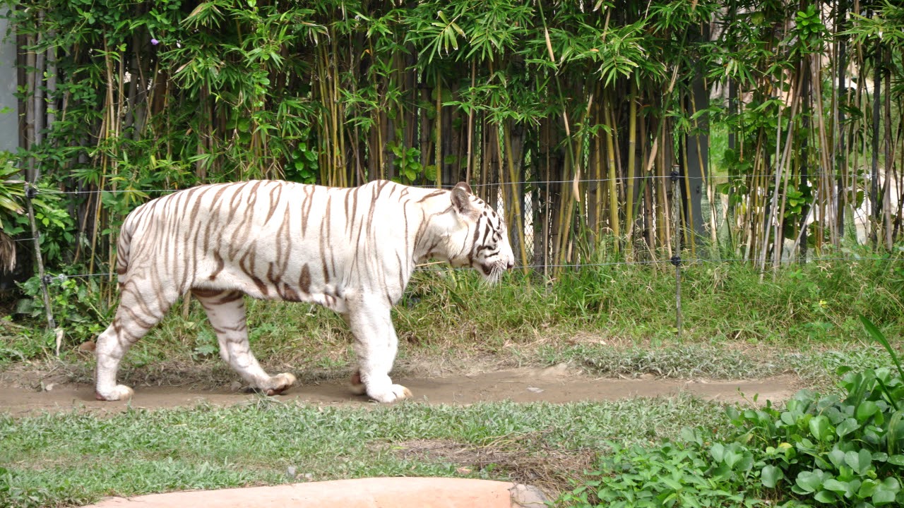 În 2025, numărul vizitatorilor străini ai acestui zoo din jungla peruană a crescut de cinci ori.