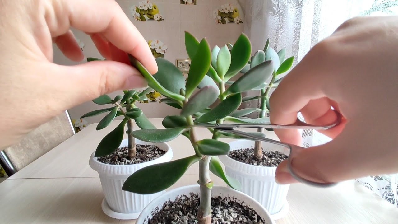 Cum să știi când trebuie să tai arborele de jad