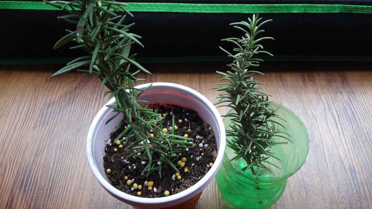 Cum să pui un borcan cu rozmarin în dormitor: de ce este recomandat și la ce este util.