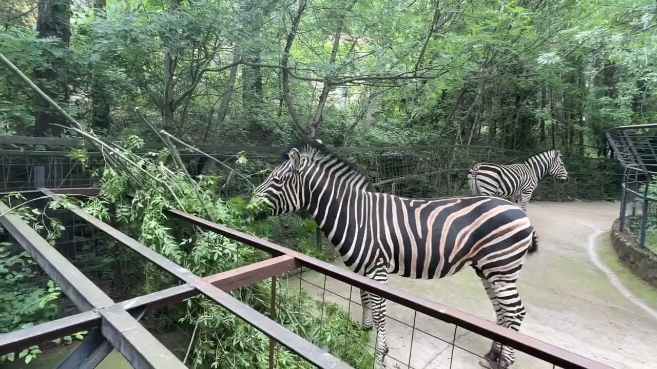 În 2025, numărul vizitatorilor străini ai acestui zoo din jungla peruană a crescut de cinci ori.