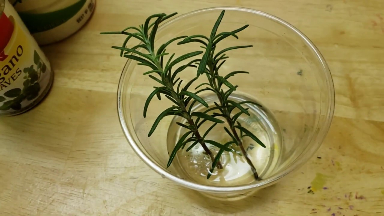 Cum să pui un borcan cu rozmarin în dormitor: de ce este recomandat și la ce este util.