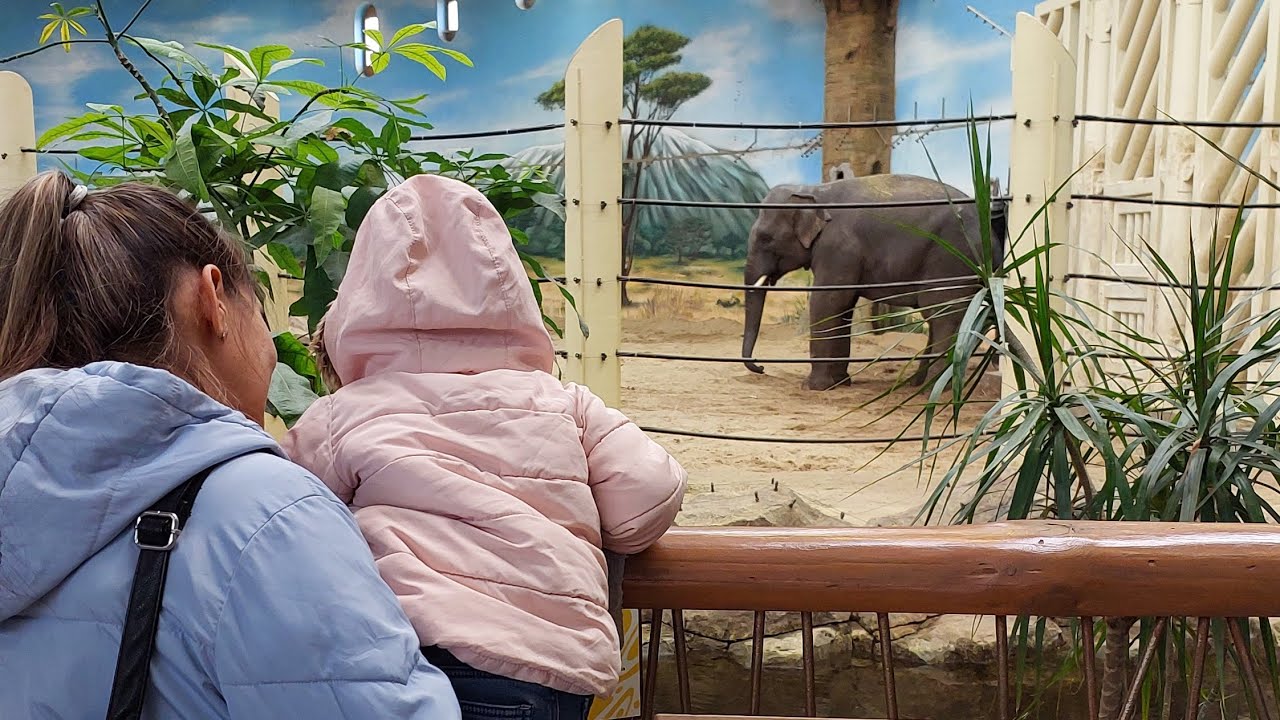 În 2025, numărul vizitatorilor străini ai acestui zoo din jungla peruană a crescut de cinci ori.