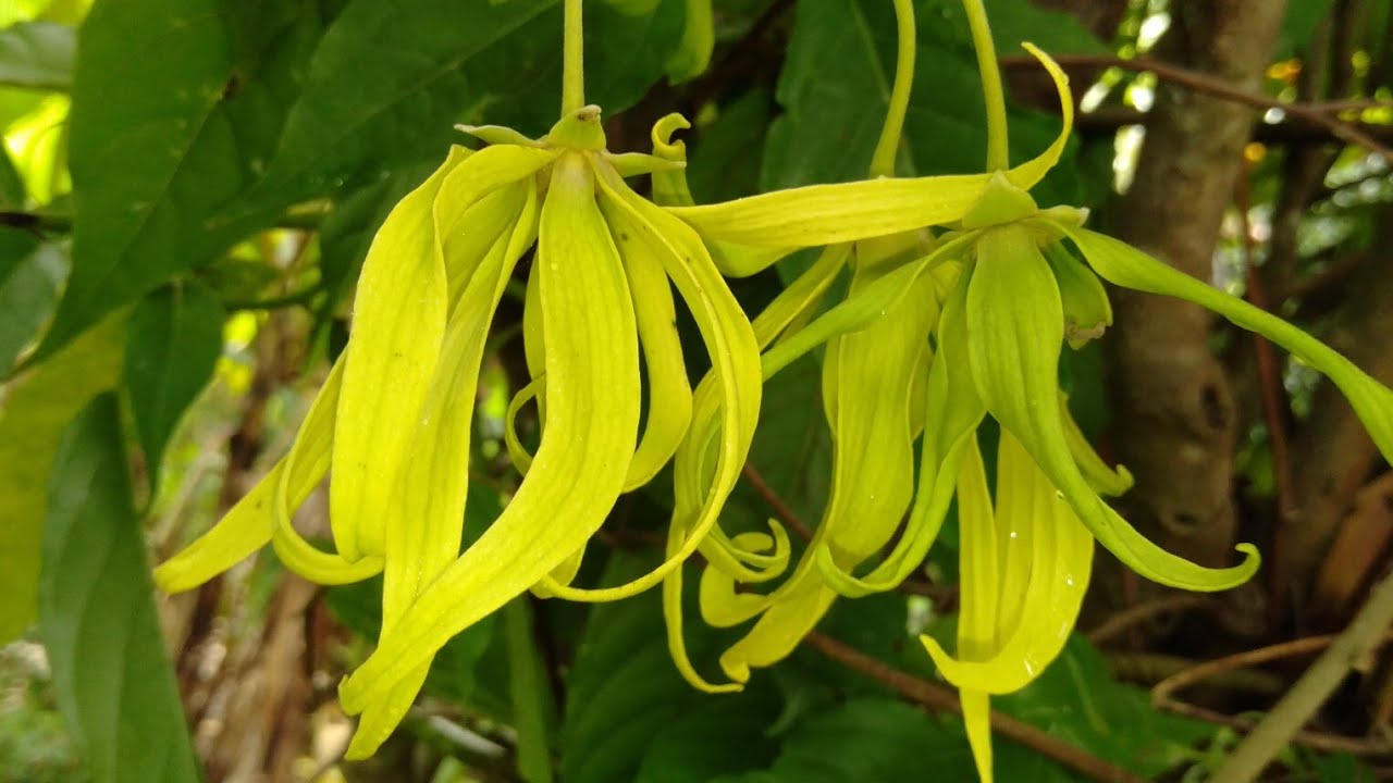 Un copac care umple orice spațiu cu parfumul său și surprinde prin florile sale în formă de stele.