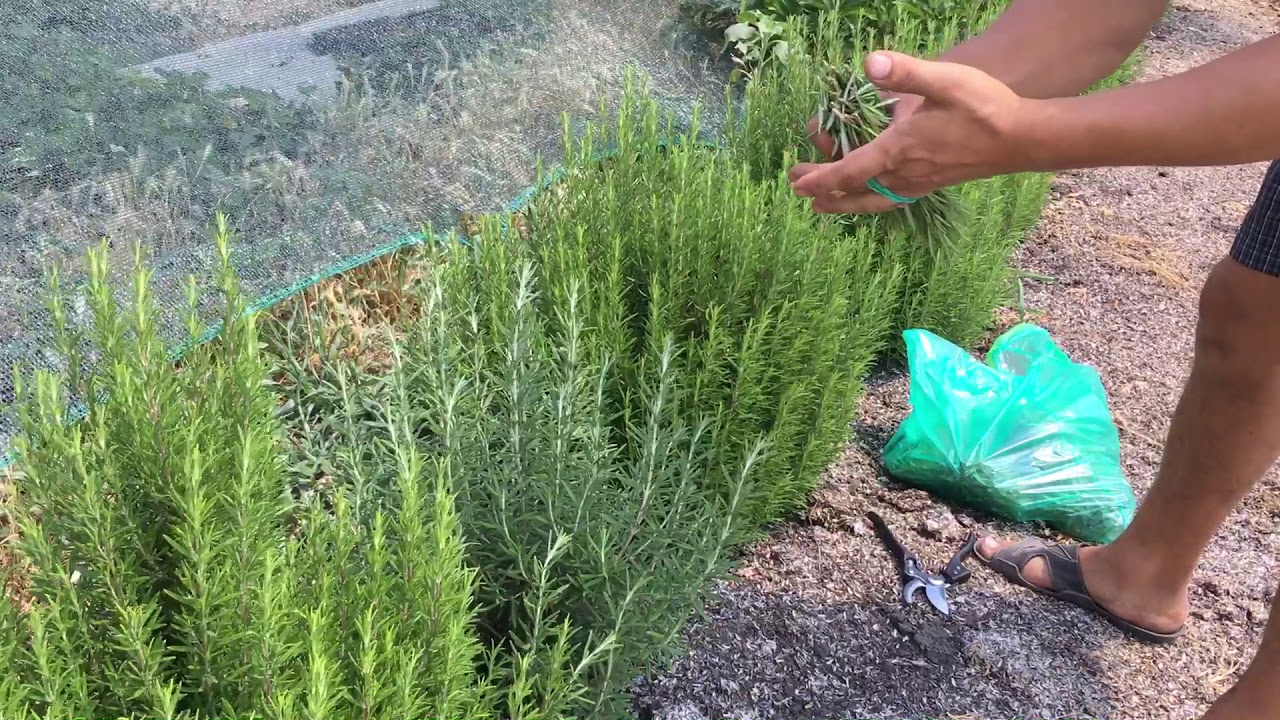 Învelirea tufei de rozmarin în folie de aluminiu: de ce este recomandată și la ce servește.