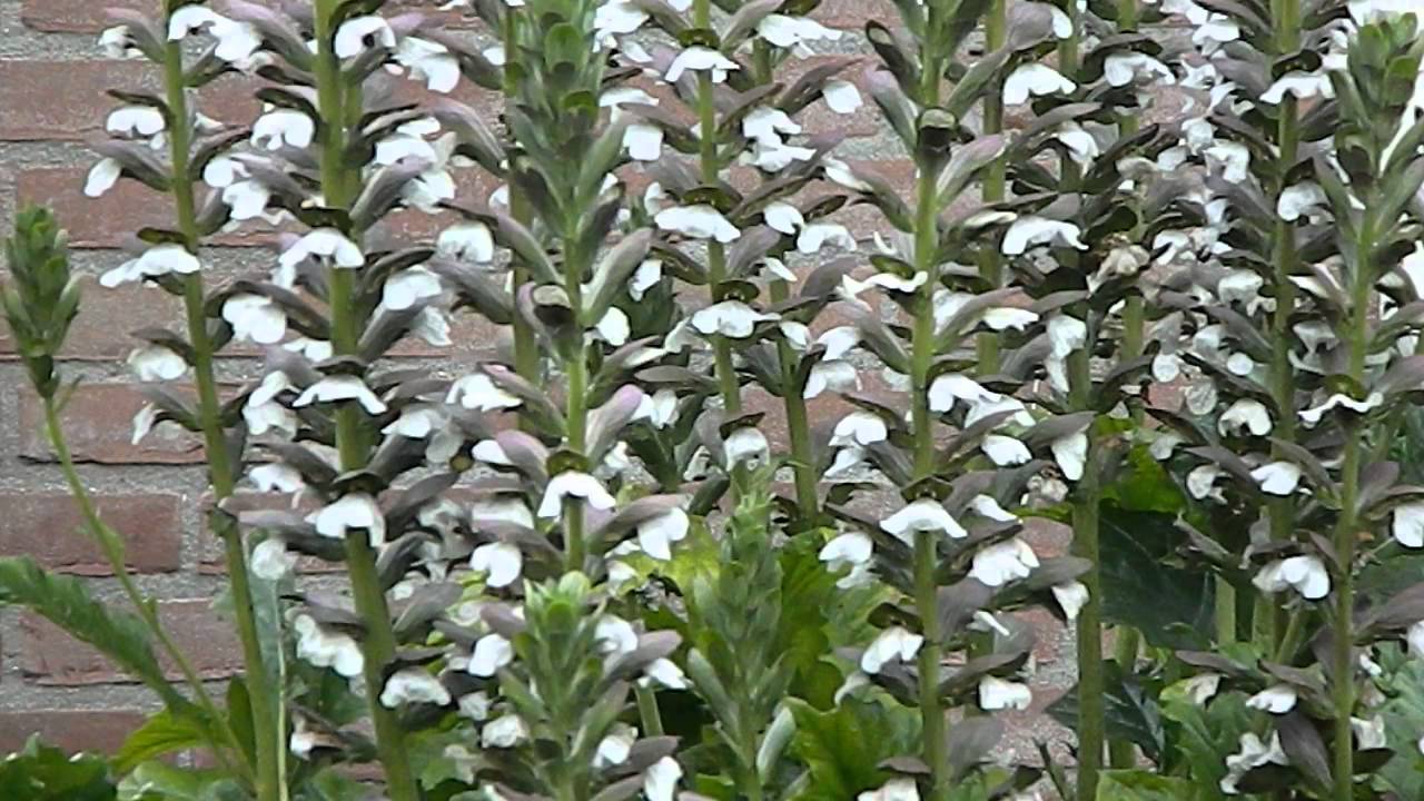 O plantă din junglă, care înflorește între pereții despărțitori și transformă orice coridor urban.