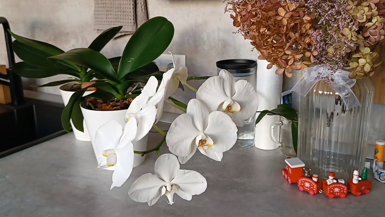 Luați 1 linguriță de produs și udați orhideele ofilite de pe pervazul ferestrei. În doar două săptămâni veți vedea muguri, iar floarea va fi mai frumoasă decât cea din magazinul de flori. Îngrijirea orhideelor