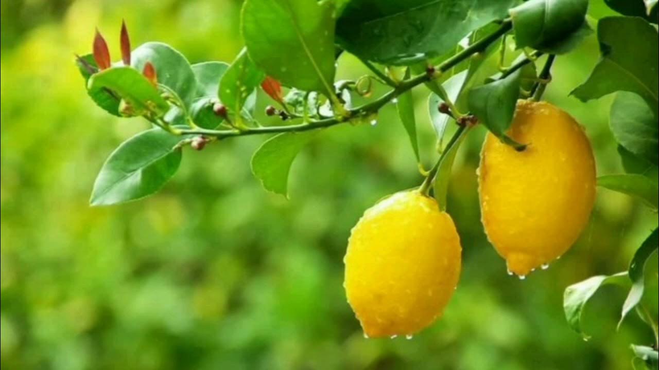 Lămâiul: de ce se recomandă să presărați solul cu nucă de cocos rasă și care sunt avantajele acesteia.