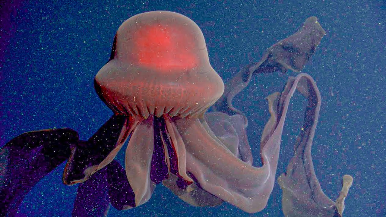 Pe fundul oceanului trăiește o meduză uriașă, pe care aproape nimeni nu a văzut-o: lungimea corpului său depășește un metru, iar lungimea tentaculelor este de zece metri.