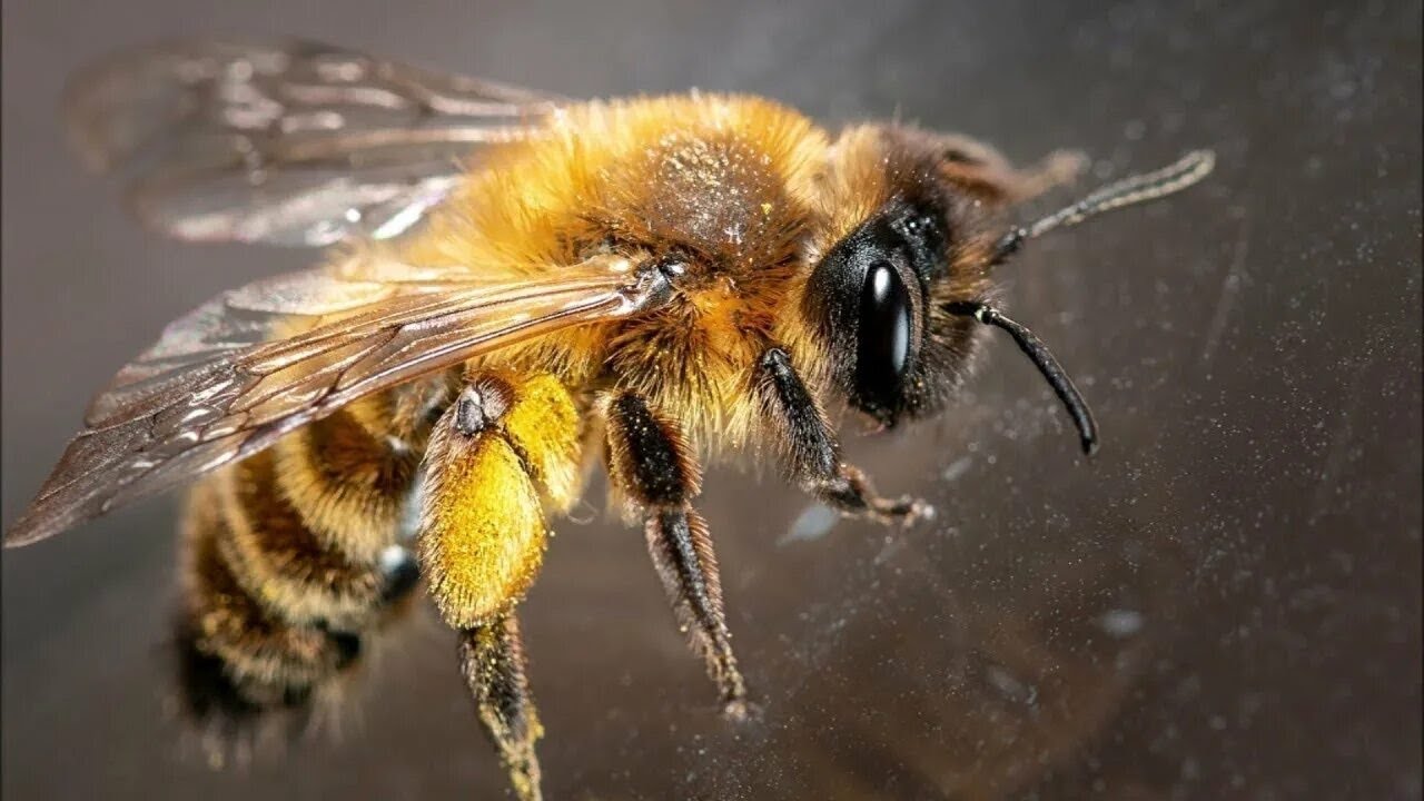 Sună ciudat, dar știința a confirmat acest lucru: conținutul intestinului albinelor demonstrează bunăstarea ecologică a orașului.