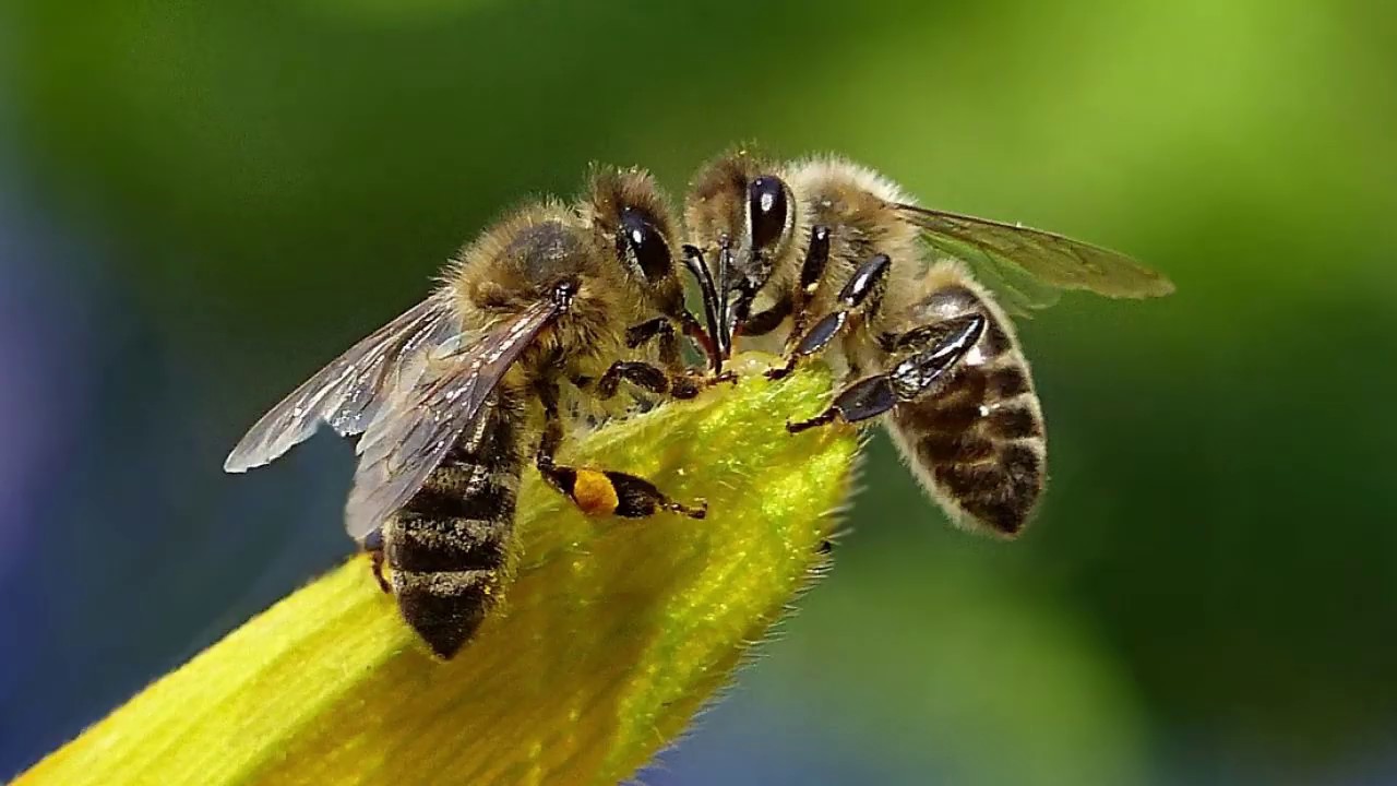 Sună ciudat, dar știința a confirmat acest lucru: conținutul intestinului albinelor demonstrează bunăstarea ecologică a orașului.