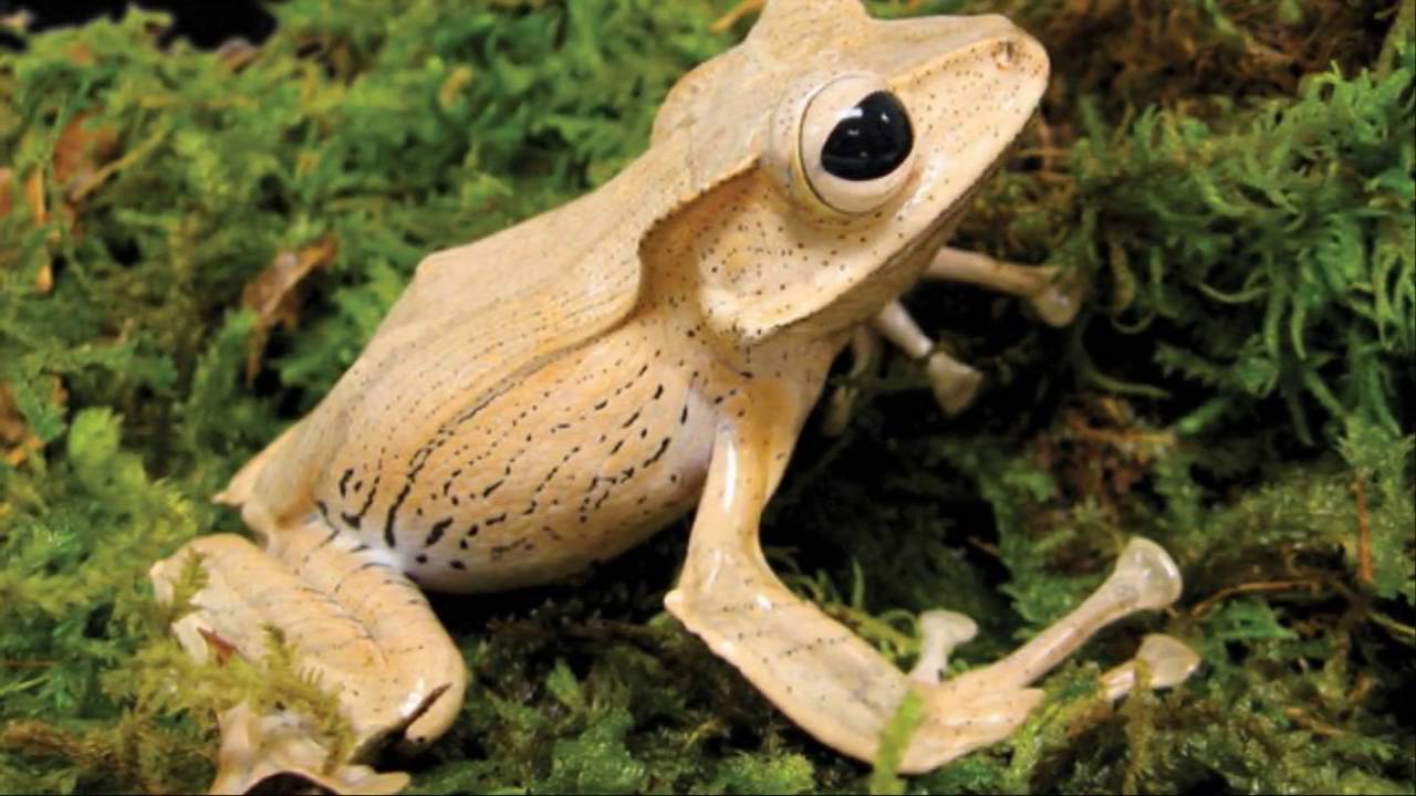 Broasca care sfidează regula fundamentală a amfibienilor: cum a reușit o singură specie să supraviețuiască în apă sărată.