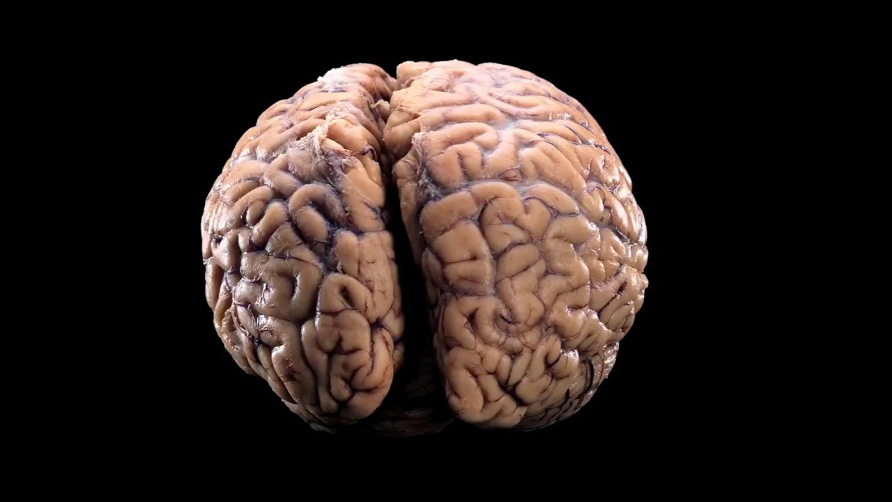 11 semnale ale creierului care nu trebuie ignorate pentru depistarea precoce a bolilor grave.