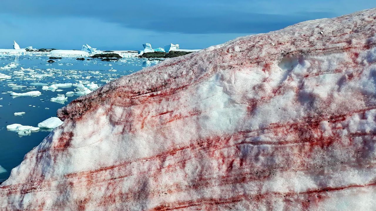 Cercetătorii spanioli au descoperit că algele roșii și „zăpada roz” accelerează topirea Antarcticii.