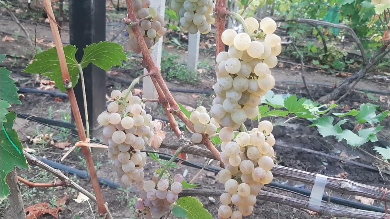 Dacă observați un praf alb pe struguri, vă vom explica ce înseamnă și de ce este benefic.