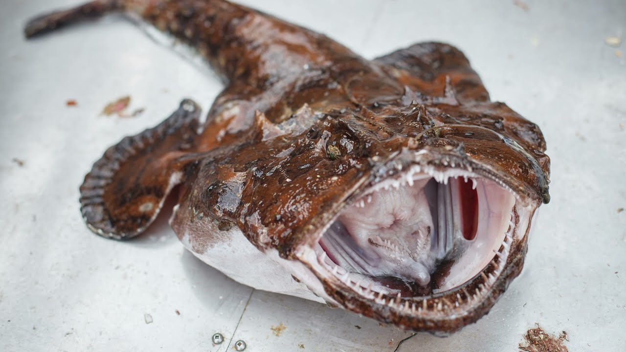 O porție din acest pește conține mai mult decât doza zilnică recomandată de vitamina B12: este un antioxidant și are un conținut scăzut de grăsimi.