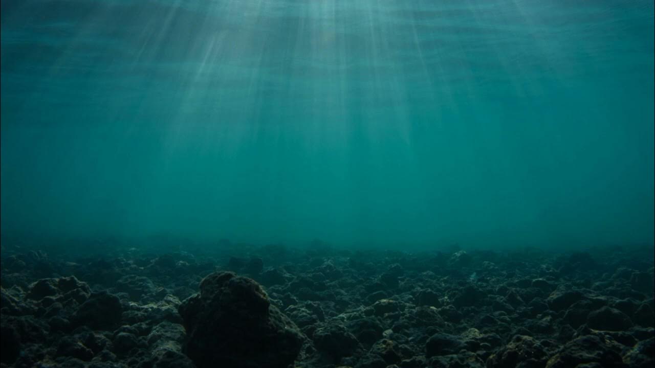 Ei explorează coastele New York-ului și găsesc un „comoară” care ar putea asigura alimentele necesare metropolei pentru 800 de ani.