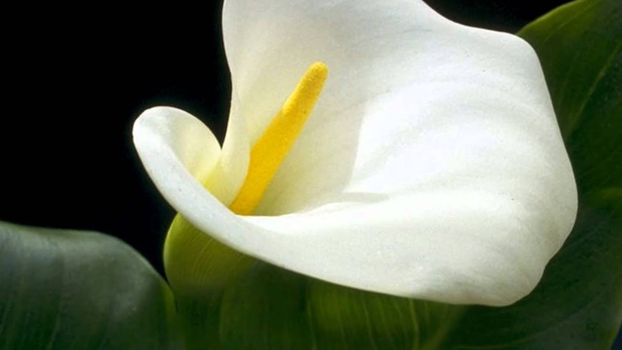 Nici bucătăria, nici baia: conform tradiției chineze, cel mai bun loc din casă pentru a amplasa cală nu este bucătăria și nici baia.