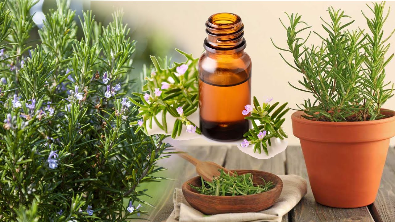 Care sunt beneficiile amestecului de rozmarin și oțet și de ce este recomandat?