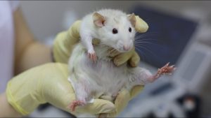 În tabăra pentru persoanele fără adăpost a fost declarată alertă sanitară din cauza unei boli transmise de șobolani.