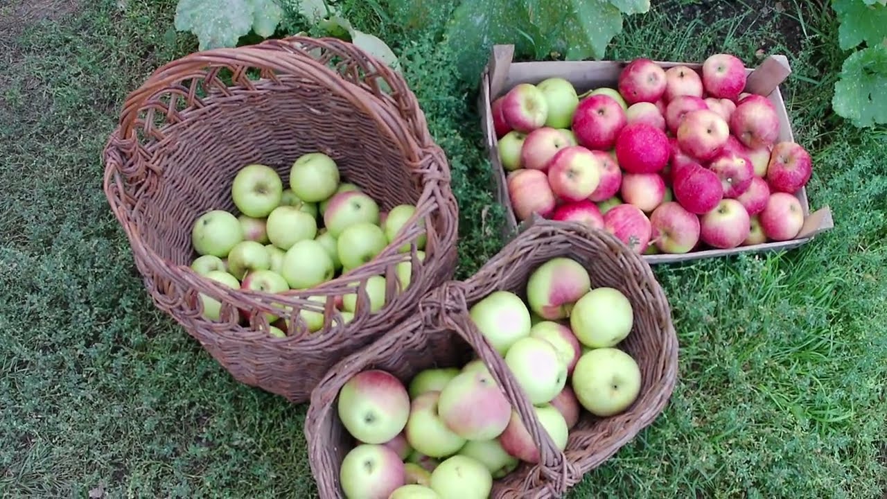 De ce merele trebuie păstrate în cămară lângă cartofi?