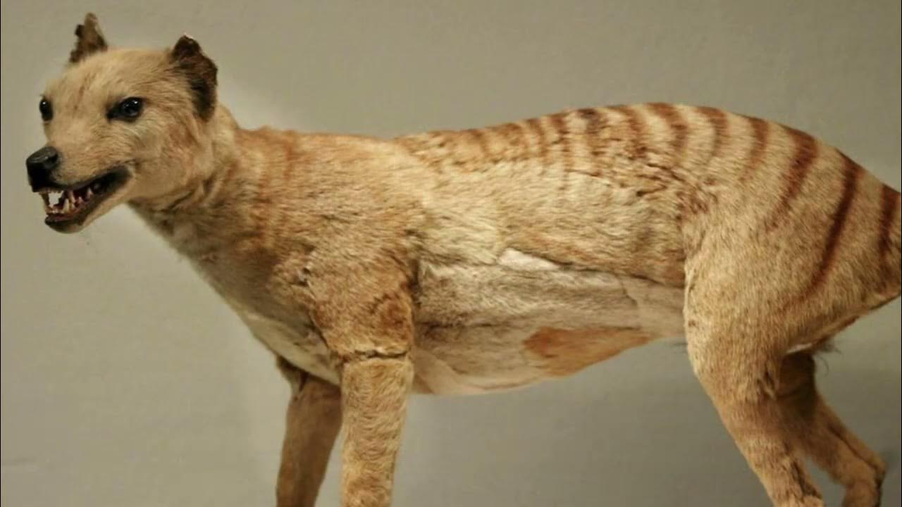 O realizare științifică fără precedent: cercetătorii suedezi au reușit să extragă ADN-ul dintr-un animal dispărut acum 130 de ani.