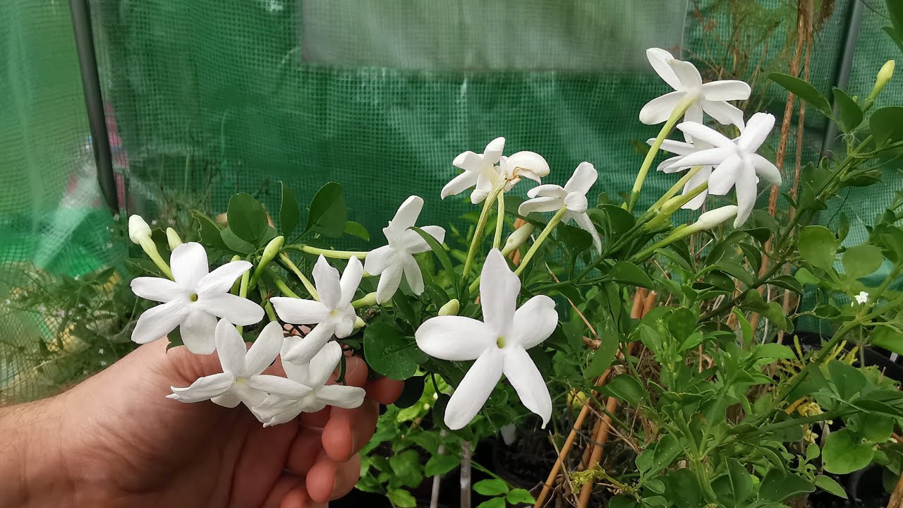 Care este cea mai parfumată floare care crește în ghiveci și cucerește orice balcon?