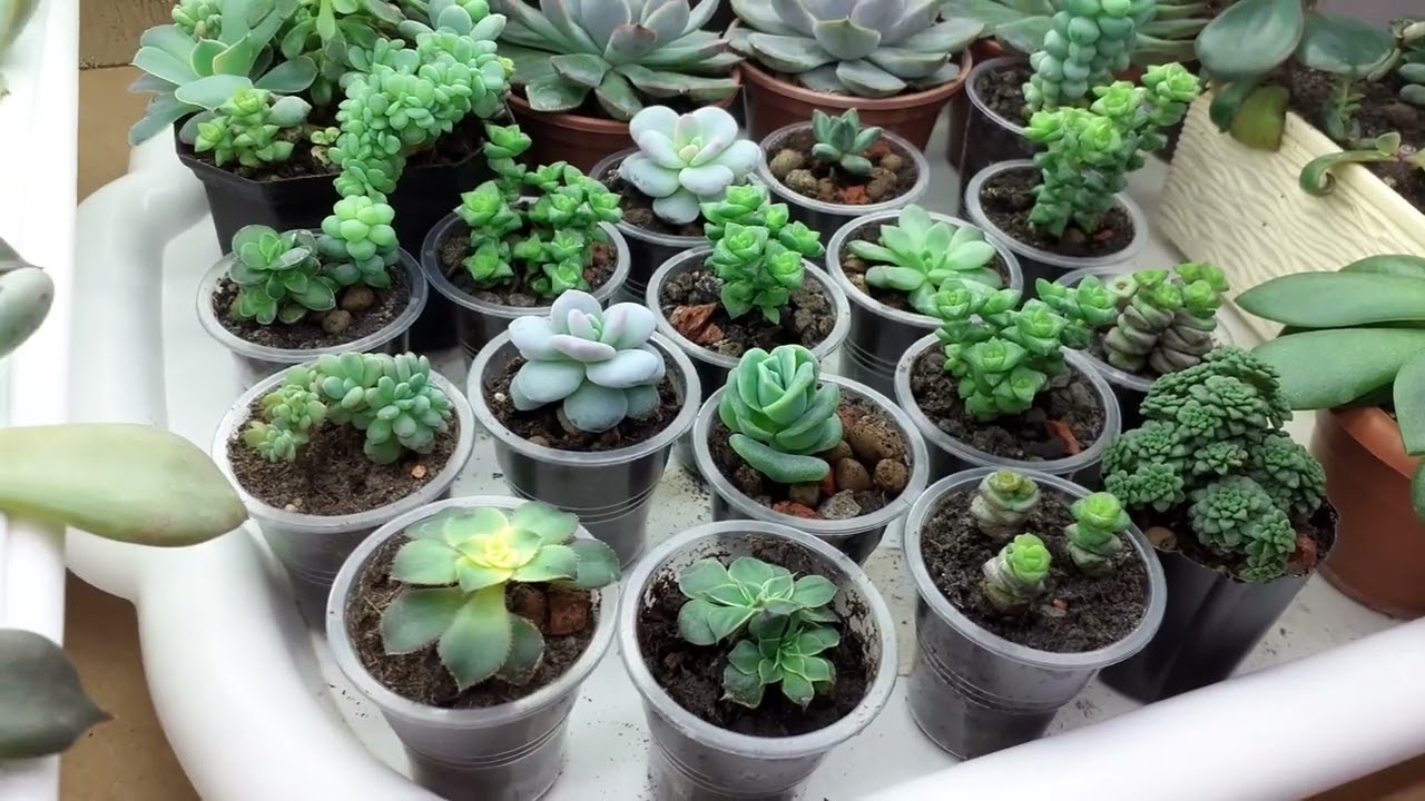 Nici cactuși, nici suculente: cinci plante ideale pentru răcirea casei vara.