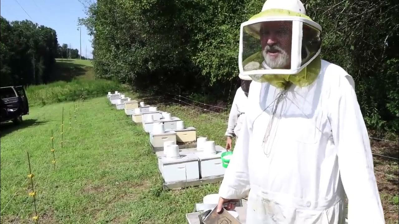 Speranță pentru apicultori: SUA au dezvoltat un antidot cheie împotriva epidemiei care distruge tot mai multe albine în întreaga lume.