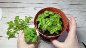 Tot ce trebuie să știți pentru a cultiva mentă acasă
