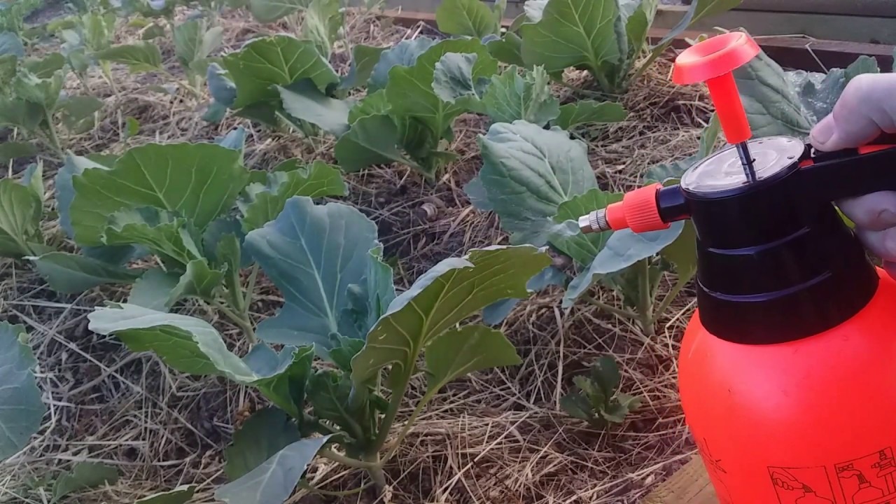 Stropirea plantelor cu apă și oțet: de ce este utilă și când este o greșeală.