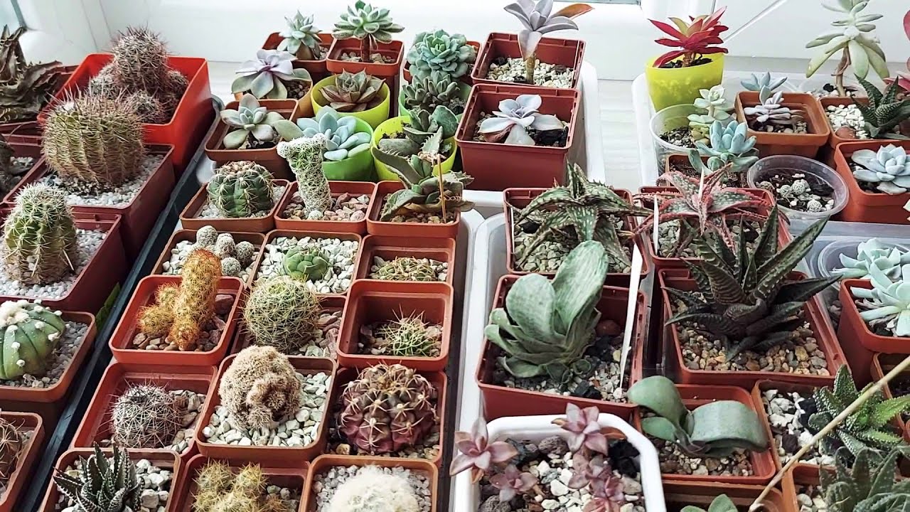 Ce înseamnă să plantezi cactuși pe balcon și de ce nu este doar o simplă decorare?