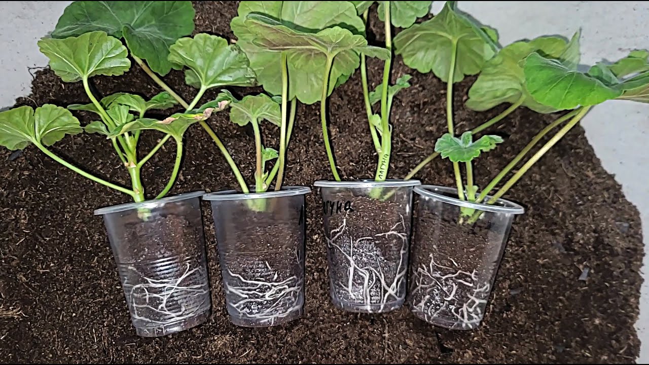 Expertul în plante Adrian De La Torre: „Cea mai mare greșeală pe care o facem atunci când cultivăm mușcate este să udăm excesiv solul”.