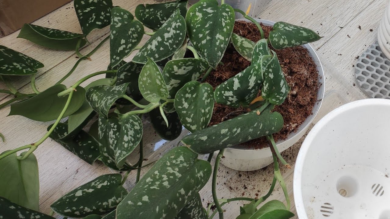 Cum pot face ca scindapsul meu să înflorească, chiar dacă se află în interior?