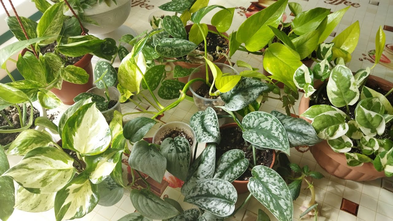 Cum pot face ca scindapsul meu să înflorească, chiar dacă se află în interior?