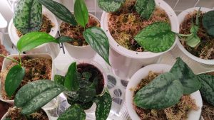 Cum pot face ca scindapsul meu să înflorească, chiar dacă se află în interior?