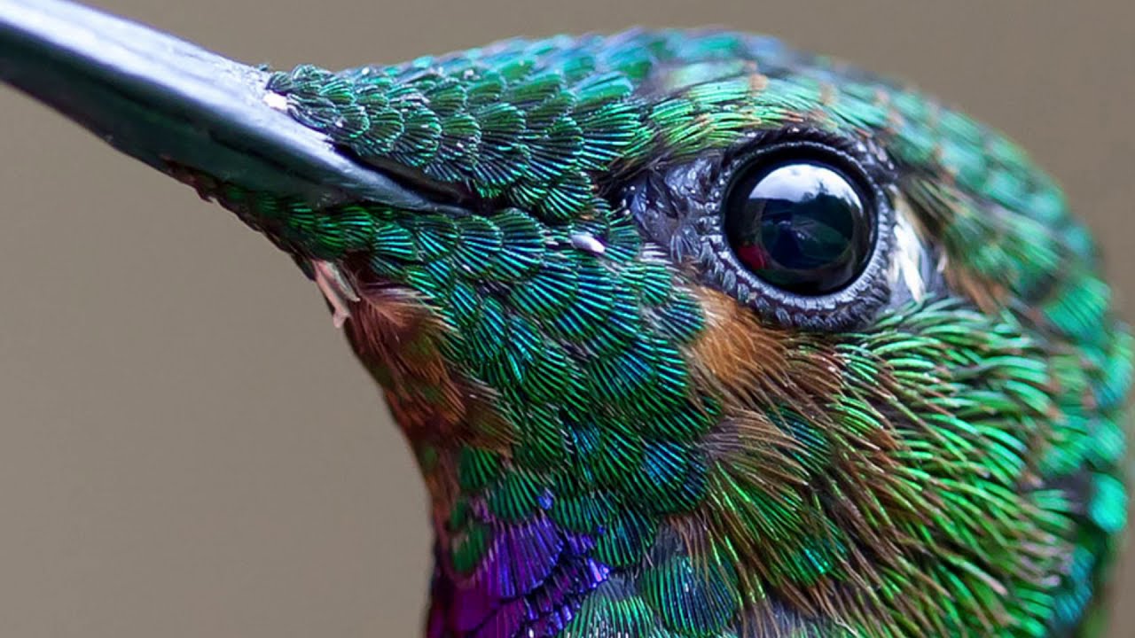 Oamenii de știință au descoperit că retina ochilor păsărilor poate supraviețui fără oxigen: de ce acest lucru poate inspira crearea de noi metode de tratament.