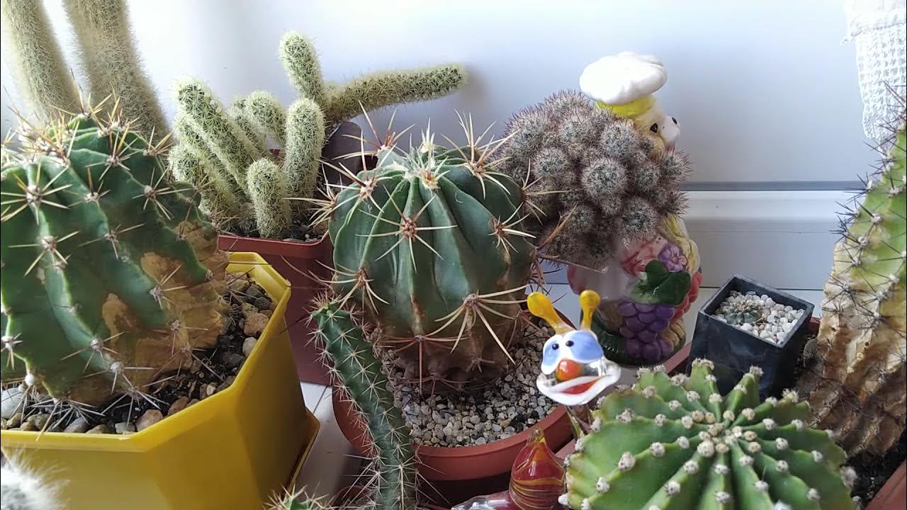 Ce înseamnă să plantezi cactuși pe balcon și de ce nu este doar o simplă decorare?