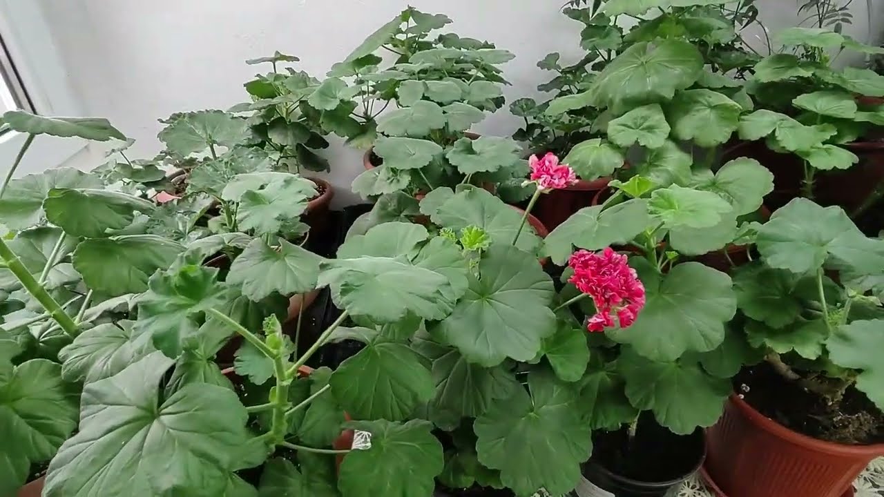 Expertul în plante Adrian De La Torre: „Cea mai mare greșeală pe care o facem atunci când cultivăm mușcate este să udăm excesiv solul”.