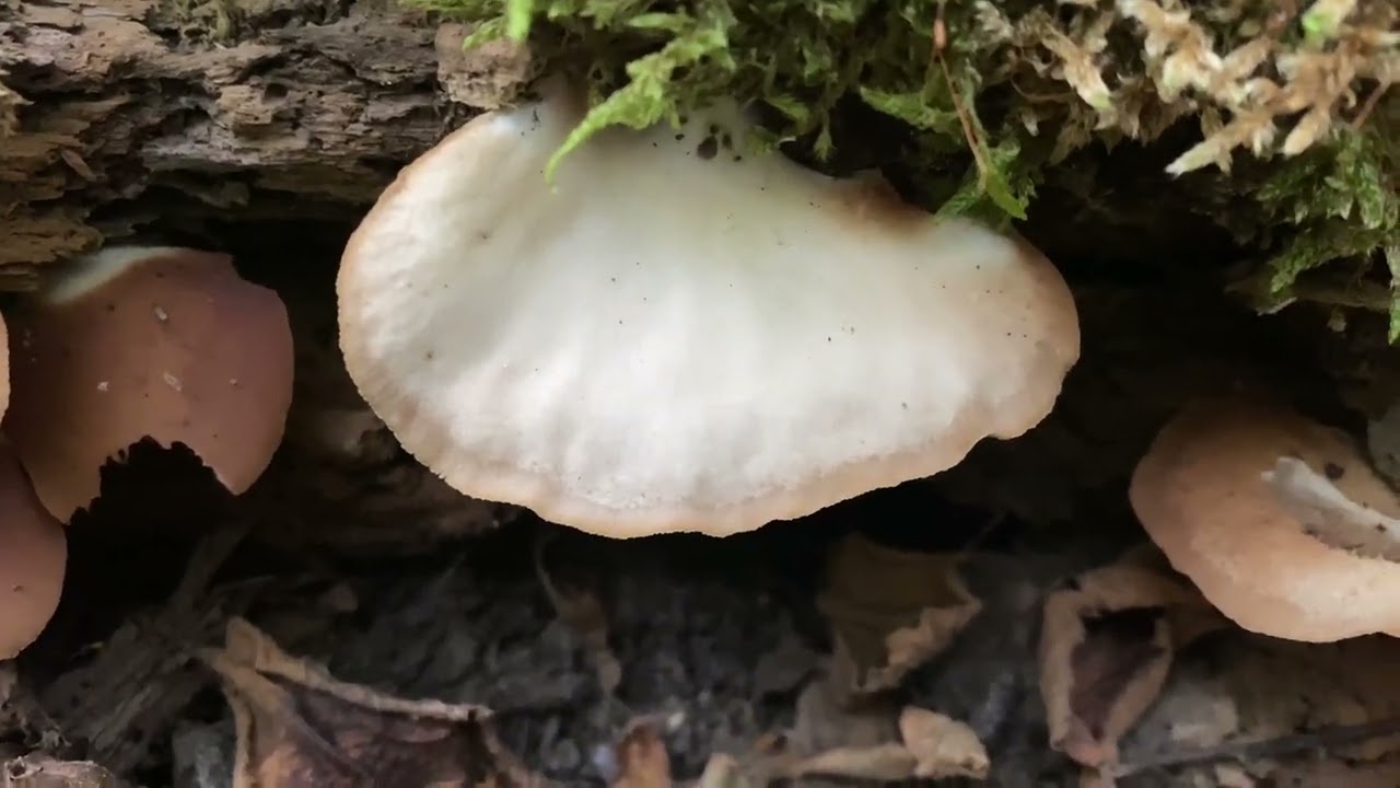 În Galicia au fost descoperite două specii de ciuperci necunoscute până acum.