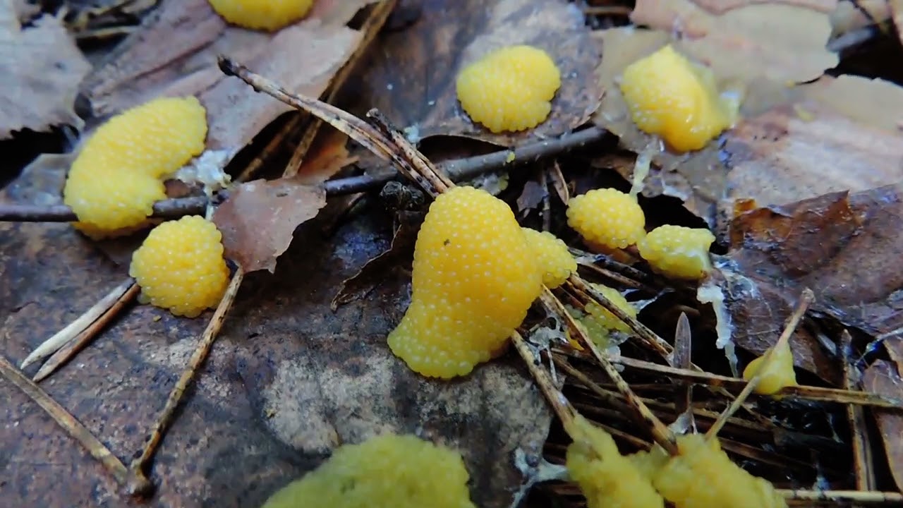 În Galicia au fost descoperite două specii de ciuperci necunoscute până acum.