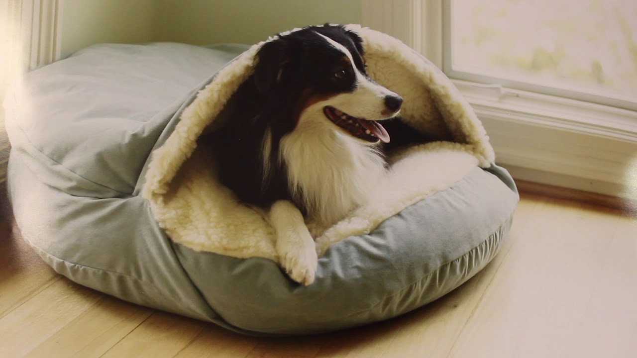 Puneți o sticlă înghețată pe patul câinelui: de ce este recomandat