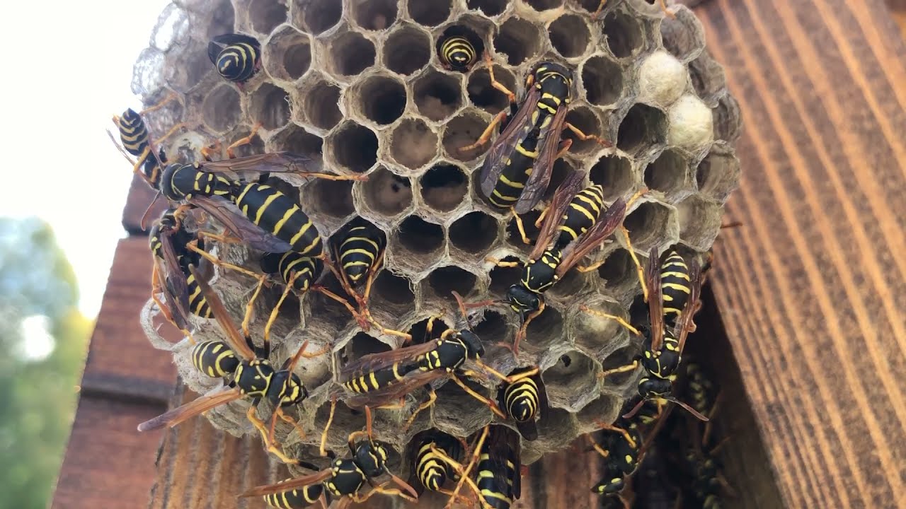 Ce înseamnă dacă grădina ta este plină de viespi?