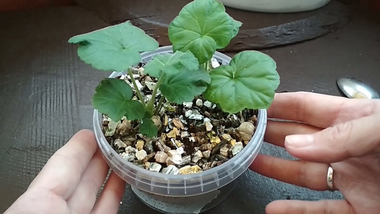 Expertul în plante Adrian De La Torre: „Cea mai mare greșeală pe care o facem atunci când cultivăm mușcate este să udăm excesiv solul”.