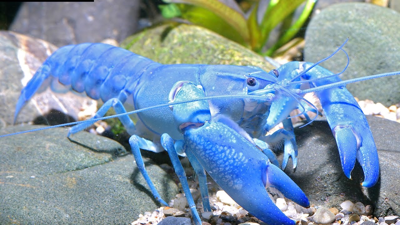 În aparență, seamănă cu un crab, dar se comportă ca un pește: deși nu este încă o epidemie în Europa, deja provoacă îngrijorare în rândul experților.